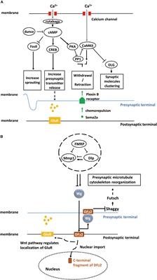 Activity-Dependent Synaptic Plasticity in Drosophila melanogaster